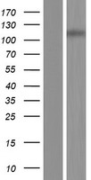 ZFR2 Human Over-expression Lysate