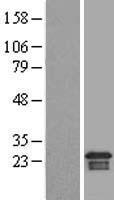 ARMER (ARL6IP1) Human Over-expression Lysate
