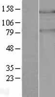 PASK Human Over-expression Lysate