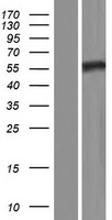 Septin 8 (SEPT8) Human Over-expression Lysate