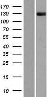 ANKRD28 Human Over-expression Lysate