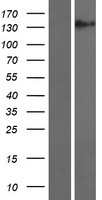 Cordon bleu homolog (COBL) Human Over-expression Lysate