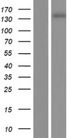 AGTPBP1 Human Over-expression Lysate