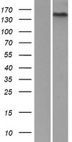 GPR116 (ADGRF5) Human Over-expression Lysate