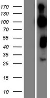 RAP1GAP2 Human Over-expression Lysate