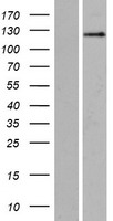 SRGAP2 Human Over-expression Lysate