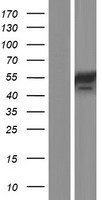 CHRDL2 Human Over-expression Lysate