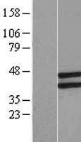 LETMD1 Human Over-expression Lysate