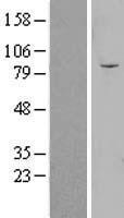 OLFML2B Human Over-expression Lysate