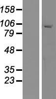 MYRIP Human Over-expression Lysate