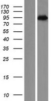 PNISR Human Over-expression Lysate