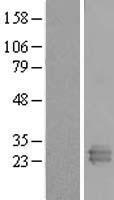 REXO2 Human Over-expression Lysate