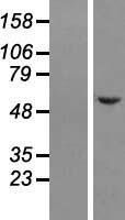 NELF (NSMF) Human Over-expression Lysate