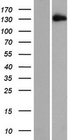 C10orf137 (EDRF1) Human Over-expression Lysate