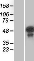 Testin (TES) Human Over-expression Lysate