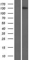 BRPF3 Human Over-expression Lysate