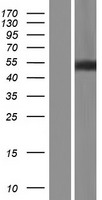 NALF2 Human Over-expression Lysate