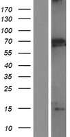 MBD1 Human Over-expression Lysate