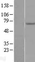 Endoglycan (PODXL2) Human Over-expression Lysate