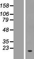 ZNF593 Human Over-expression Lysate