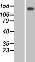 TIF1 gamma (TRIM33) Human Over-expression Lysate