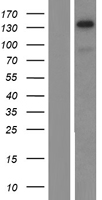 TIF1 alpha (TRIM24) Human Over-expression Lysate