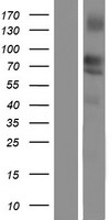 Lipolysis Stimulated Lipoprotein Receptor (LSR) Human Over-expression Lysate