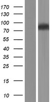 WDPCP Human Over-expression Lysate