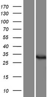 DPH5 Human Over-expression Lysate