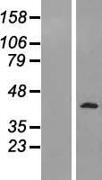 PELO Human Over-expression Lysate