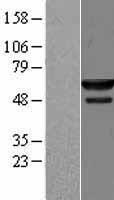 NMD3 Human Over-expression Lysate