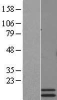 PRLH Human Over-expression Lysate