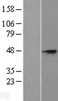 SIA8C (ST8SIA3) Human Over-expression Lysate
