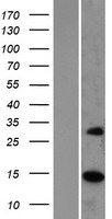 MRPS17 Human Over-expression Lysate