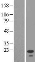 NSG2 (HMP19) Human Over-expression Lysate