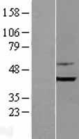 Bif (SH3GLB1) Human Over-expression Lysate
