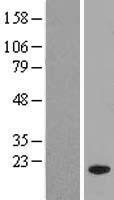 MED31 Human Over-expression Lysate