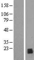 PPIL1 Human Over-expression Lysate