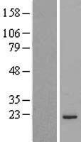 MRPL48 Human Over-expression Lysate