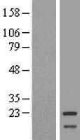 Mitochondrial ribosomal protein L11 (MRPL11) Human Over-expression Lysate