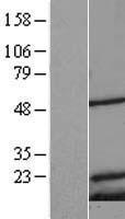 MRPS18C Human Over-expression Lysate