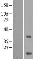 MRPS16 Human Over-expression Lysate