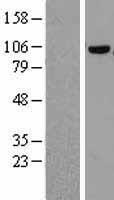 COPG (COPG1) Human Over-expression Lysate