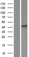 SDF4 Human Over-expression Lysate