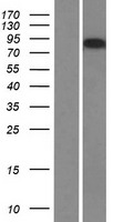 AMOTL2 Human Over-expression Lysate