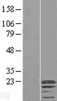 C3orf18 Human Over-expression Lysate