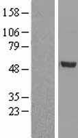 BMP9 (GDF2) Human Over-expression Lysate