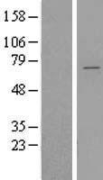 YTHDF2 Human Over-expression Lysate