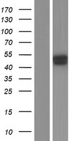 SGK2 Human Over-expression Lysate