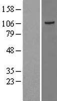 TAOK3 Human Over-expression Lysate